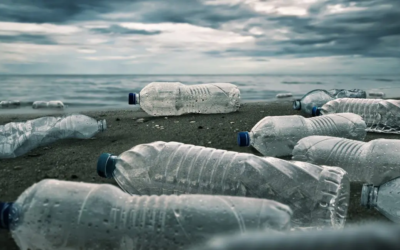 Plastikmüll zerstört Natur